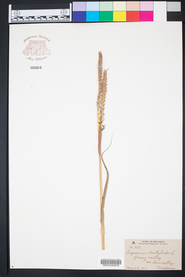 Tripsacum dactyloides image