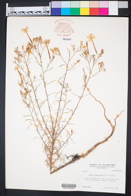 Ipomopsis longiflora image