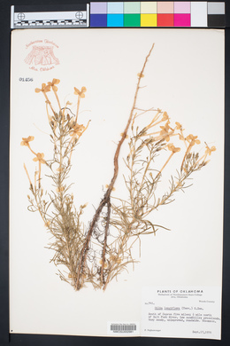Ipomopsis longiflora image