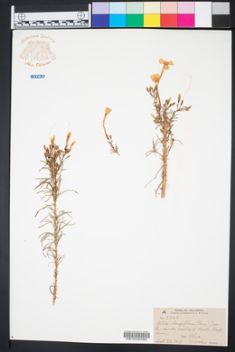 Ipomopsis longiflora subsp. longiflora image