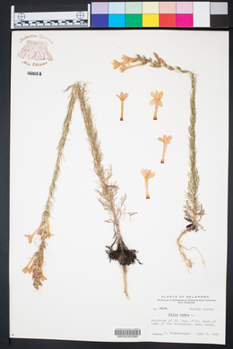 Gilia rubra image