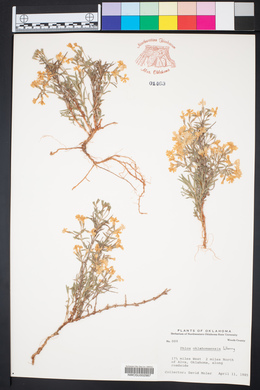 Phlox oklahomensis image