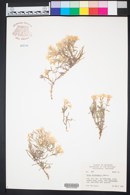 Phlox oklahomensis image