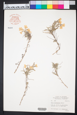 Phlox oklahomensis image