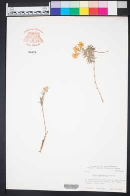 Phlox oklahomensis image