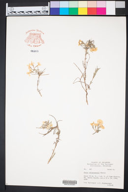 Phlox oklahomensis image