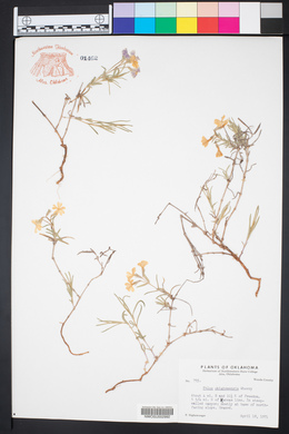 Phlox oklahomensis image