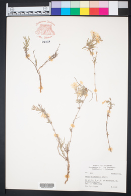 Phlox oklahomensis image