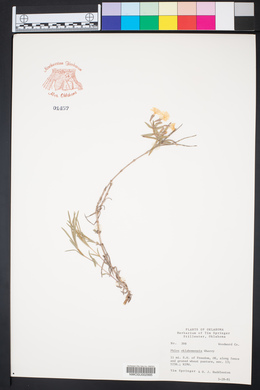 Phlox oklahomensis image