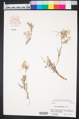 Phlox oklahomensis image