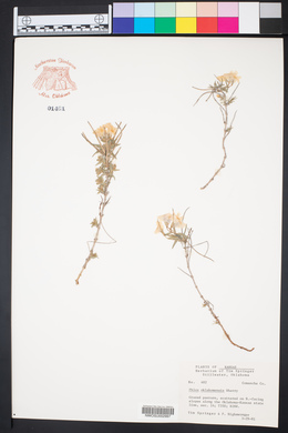 Phlox oklahomensis image