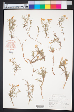 Phlox oklahomensis image