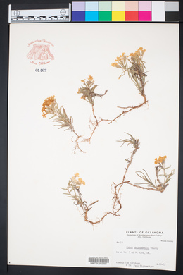 Phlox oklahomensis image