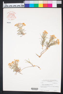 Phlox oklahomensis image