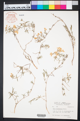 Phlox oklahomensis image