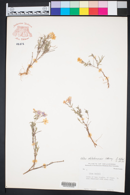 Phlox oklahomensis image