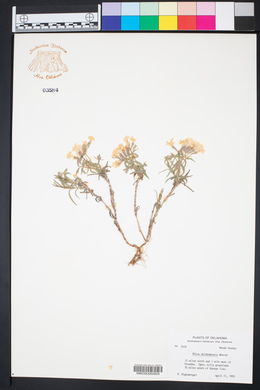Phlox oklahomensis image
