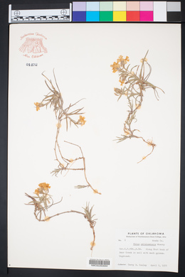 Phlox oklahomensis image