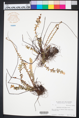 Asplenium resiliens image