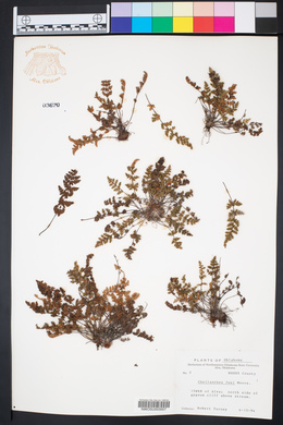 Myriopteris gracilis image