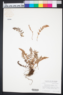 Myriopteris rufa image