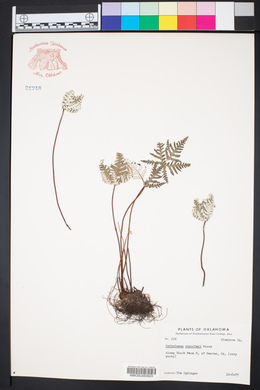 Notholaena standleyi image