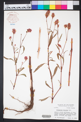 Persicaria bicornis image
