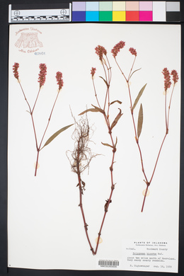 Persicaria bicornis image