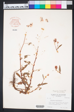 Persicaria bicornis image