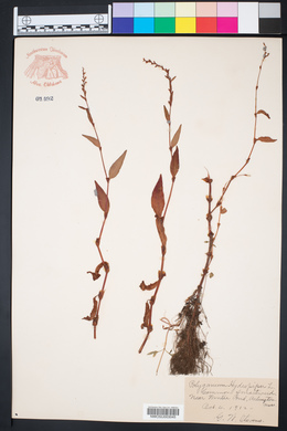 Persicaria hydropiper image