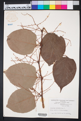 Persicaria orientalis image