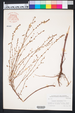 Polygonum ramosissimum image