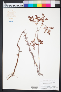 Eriogonum annuum image