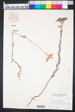 Eriogonum annuum image
