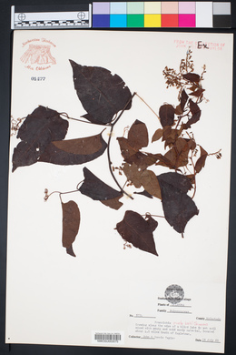 Brunnichia ovata image