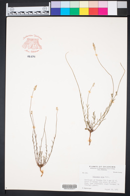 Polygala alba image