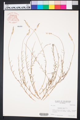 Polygala alba image