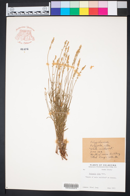 Polygala alba image