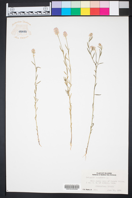 Polygala incarnata image
