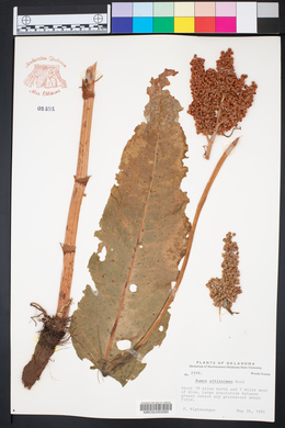 Rumex altissimus image