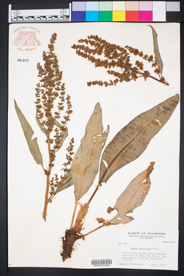 Rumex altissimus image