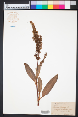 Rumex patientia image