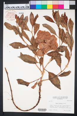 Rumex venosus image