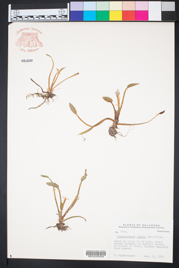 Heteranthera limosa image