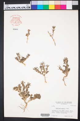 Portulaca halimoides image