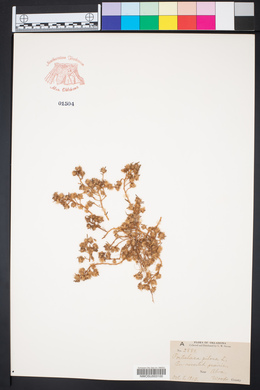 Portulaca pilosa image