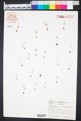 Androsace occidentalis image
