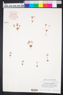 Androsace occidentalis image