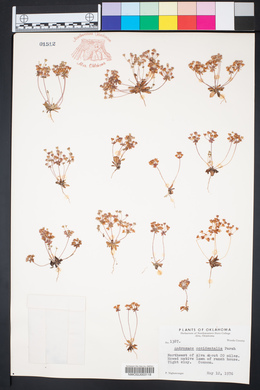Androsace occidentalis image