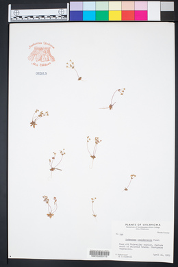 Androsace occidentalis image
